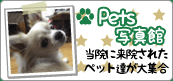 Pets ʐ^